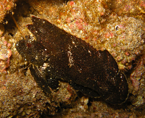 egg mas on scorpionfish