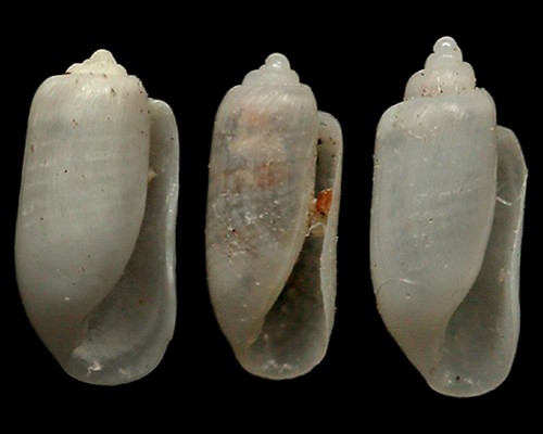 Acteocina hawaiensis: shell