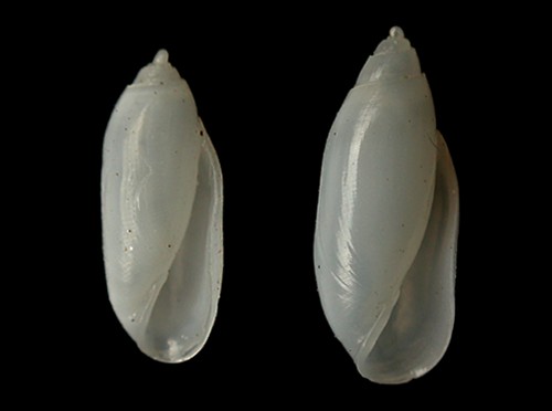 Acteocina sandwicensis: shell