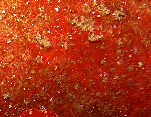 Aldisa sp. #1: detail of food sponge