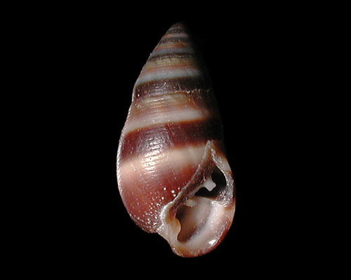 Allochroa layardi: shell