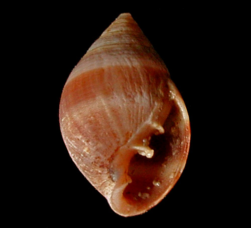Allochroa layardi: shell, young (5 mm)