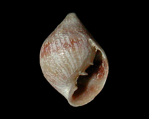 Allochroa layardi: shell, young (3.2 mm)