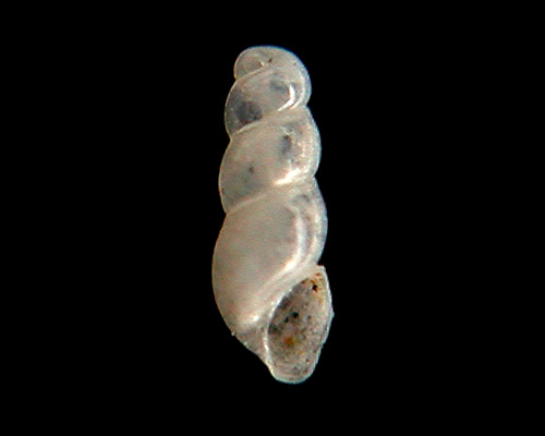 Anisocycla sp. #1: protoconch, young shell