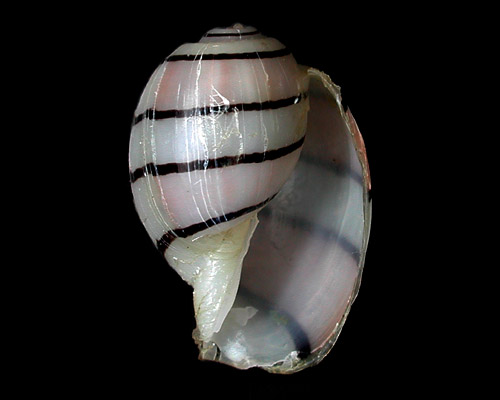 Aplustrum amplustre: shell