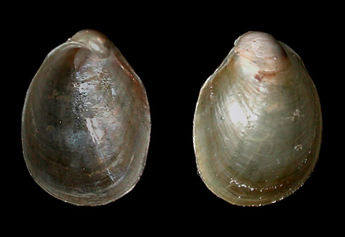 Aplysia elongata: shell, 7 mm