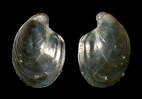 Aplysia elongata: shell, 3 mm