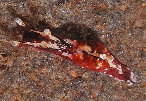 Aplysia elongata: red