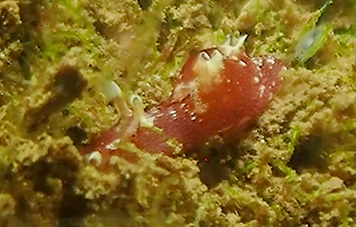 Aplysia elongata: red, side