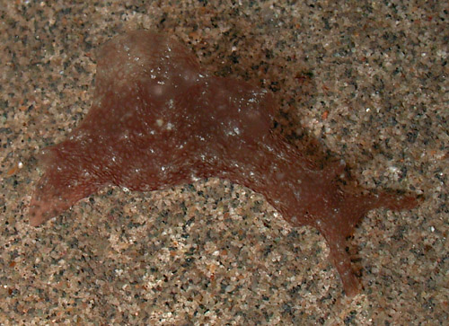 Aplysia oculifera: young, about 11 mm