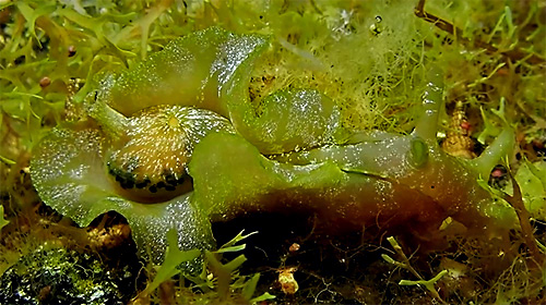 Aplysia oculifera: interior, right side
