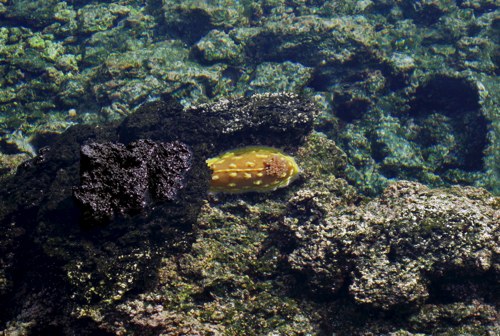 Asteronotus cespitosus: in tide pool