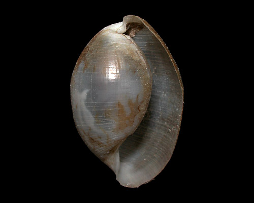 Atys kuhnsi: shell