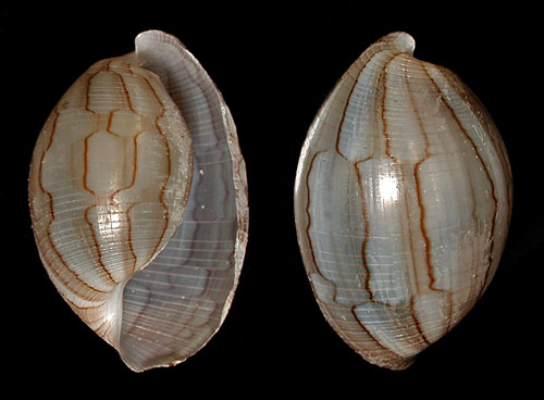 Atys kuhnsi: shell, intact periostracum