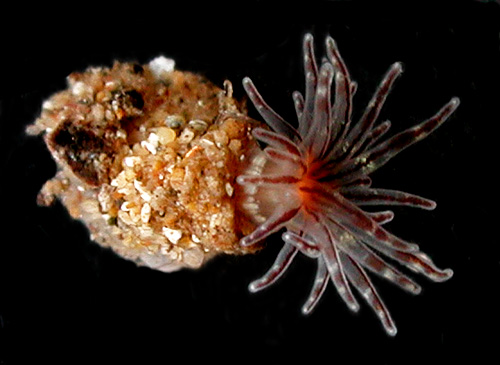 Baeolidia salaamica: anemone in dish