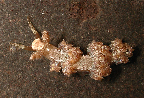 Baeolidia scottjohnsoni