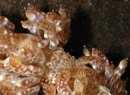 Baeolidia scottjohnsoni: cerata detail