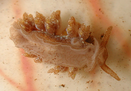 Baeolidia scottjohnsoni: underside