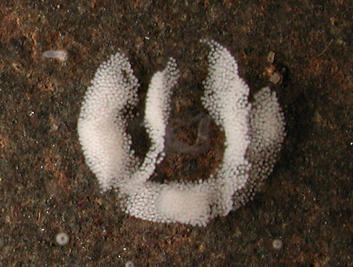 Baeolidia scottjohnsoni: egg mass