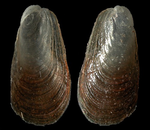 Berthellina delicata: shell