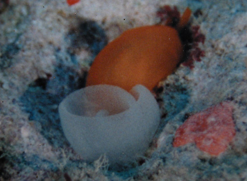 Berthellina delicata: with egg mass