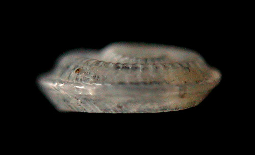 Boschitestella cf. eloiseae: shell periphery