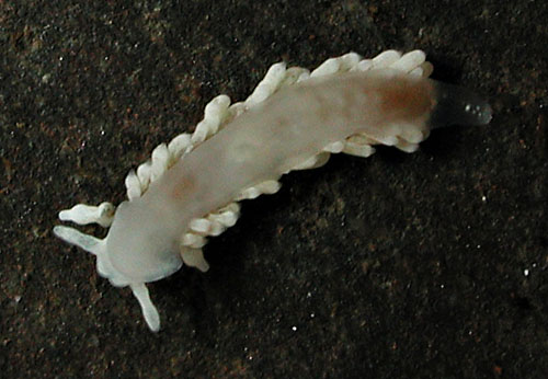 Bulbaeolidia alba: underside