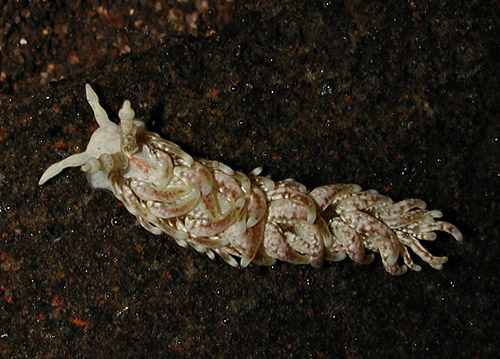 Bulbaeolidia paulae
