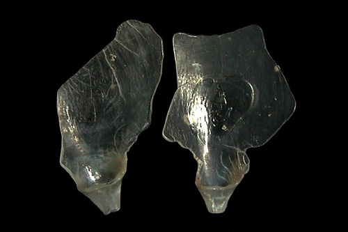 Cavolinia uncinata: shell fragments