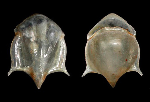 Cavolinia uncinata: shell