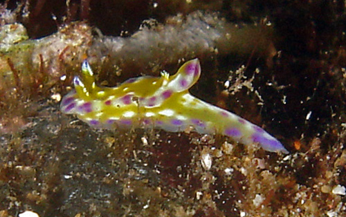 Ceratosoma tenue: young, 8 mm, side