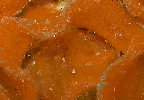Ceratosoma tenue: egg mass, detail
