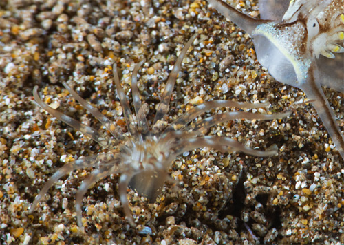 Cerberilla sp. #1: approaching anemone