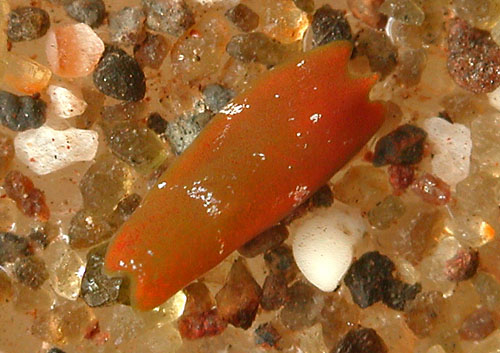Chelidonura alisonae: probable food worm