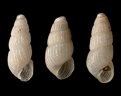 Chrysallida cossmanii: shell