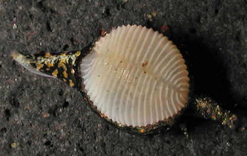 Cleotrivia globosa: shell exposed