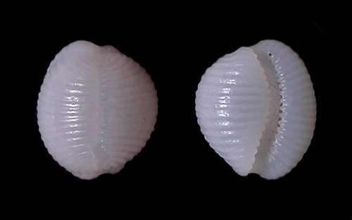 Cleotrivia globosa: shell