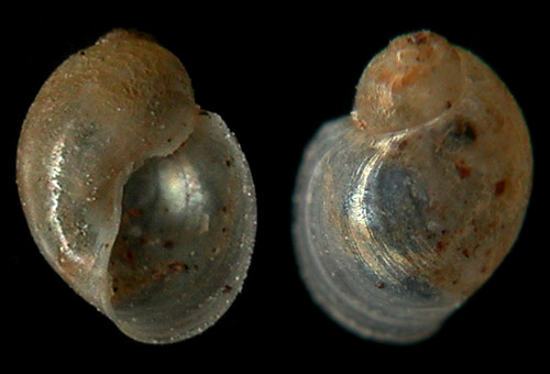 Colpodaspis thompsoni: mature shell