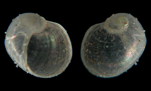 Colpodaspis thompsoni: young shell