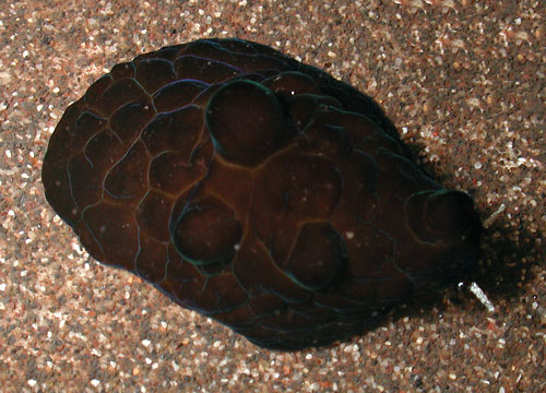 Coriocella nigra