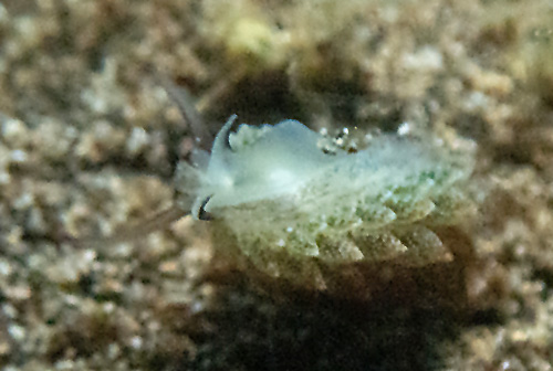 Costasiella formicaria: underside