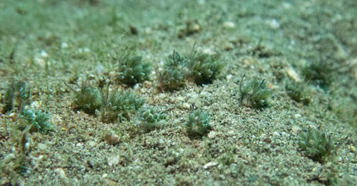 Costasiella formicaria: group, in field