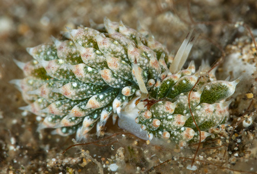 Costasiella kuroshimae: mating