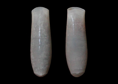 Cuverina columnella: shell