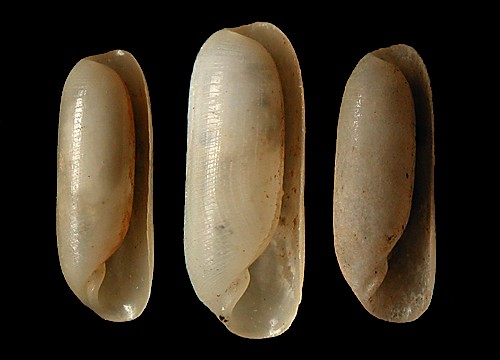 Cylichna biplicata: shell