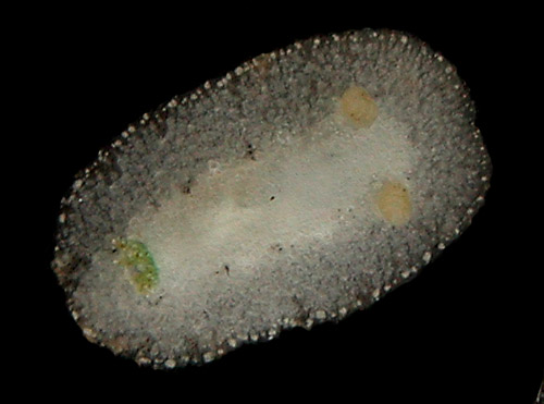 Unidentified Discodorid #12: young, 3.8 mm