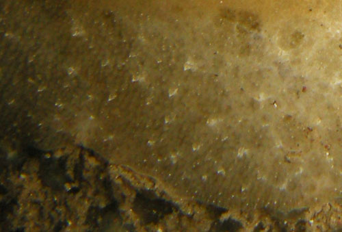 Discodoris lilacina: notum detail, mature