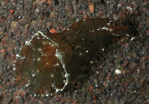 Dolabella auricularia: young, 5.5 mm