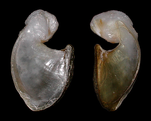 Dolabella auricularia: shell