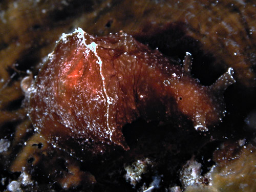Dolabella auricularia: young, red-brown
